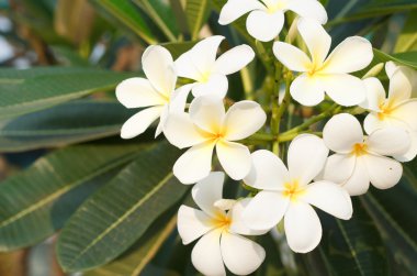 Plumeria çiçek.