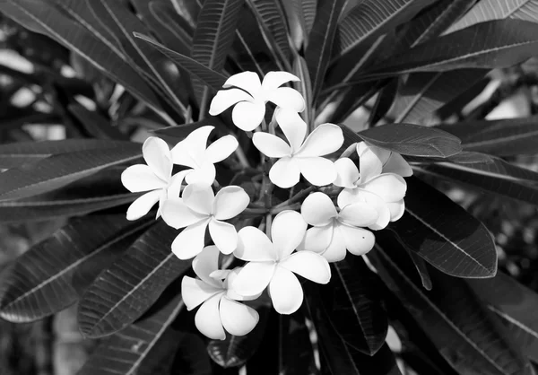 Svartvitt foto av Plumeria blomma. — Stockfoto