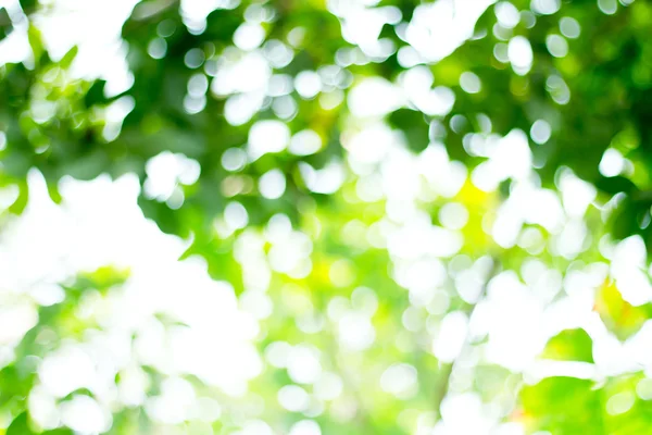 Naturliga gröna suddig bakgrund. Defocused grön abstrakt backg — Stockfoto