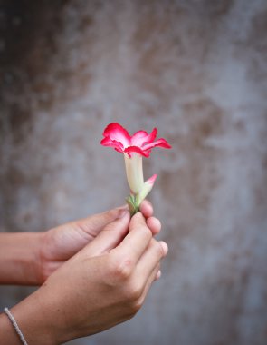 bir çiçek vererek.