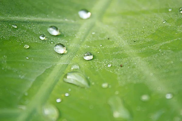 Gota de perlas de agua sobre hoja verde —  Fotos de Stock