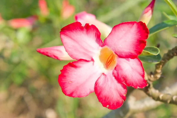 Desert Rose, Impala Lily, Mock Azalea — Stockfoto
