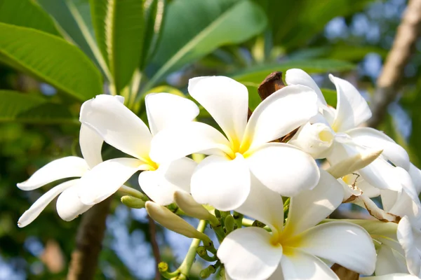 Plumeria çiçek. — Stok fotoğraf