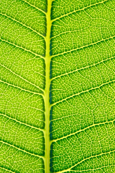 Textura de fondo de hoja verde. — Foto de Stock
