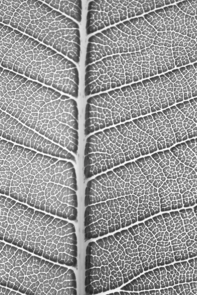 Svart och vit färg filtreras till leaf bakgrundsstruktur. — Stockfoto