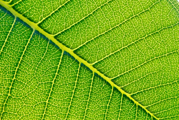 Textura de fondo de hoja verde. — Foto de Stock