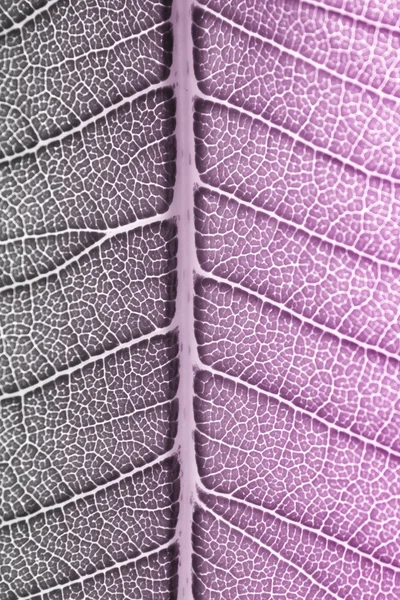 Svart och vitt med lila färg filtreras till leaf bakgrund te — Stockfoto
