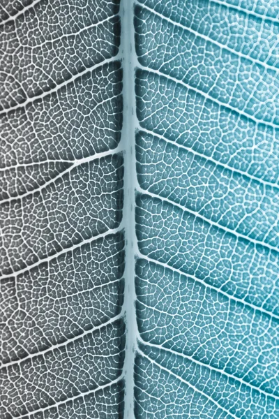 Blanco y negro con color azul filtrado al texto de fondo de la hoja — Foto de Stock