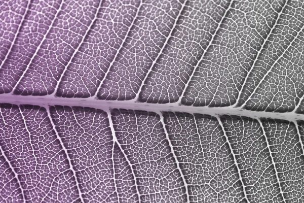 Zwart en wit met paarse kleur gefilterd naar blad achtergrond te — Stockfoto