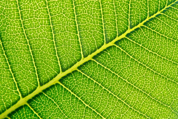 Textura de fondo de hoja verde. —  Fotos de Stock