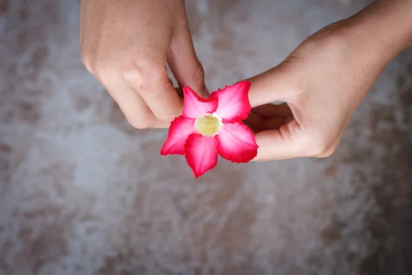 Eine Blume geben. — Stockfoto