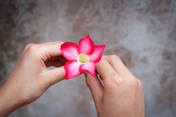 Dare un fiore . — Foto Stock