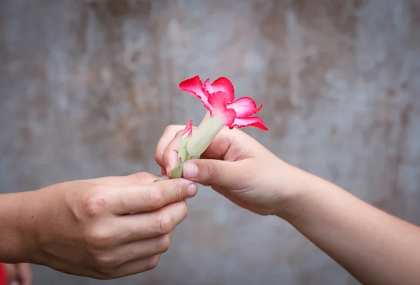 Dando una flor . — Foto de Stock