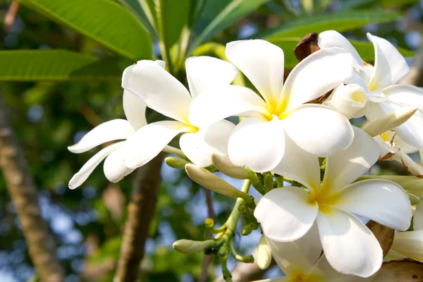 Plumeria flower. Stock Photo