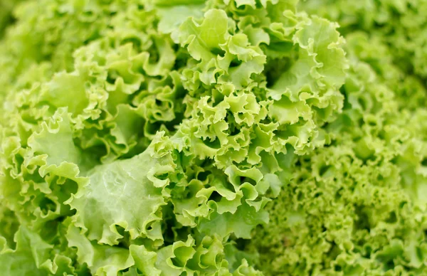 Close up green lettuce. — Stock Photo, Image