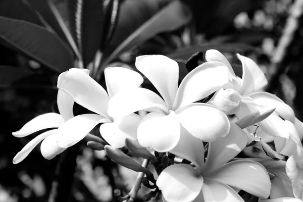 Black and white photo of Plumeria flower. — Stock Photo, Image