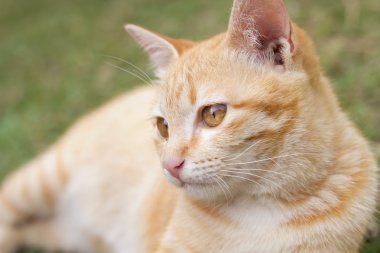 Yavru kedi kedi yeşil çim zemin üzerine.