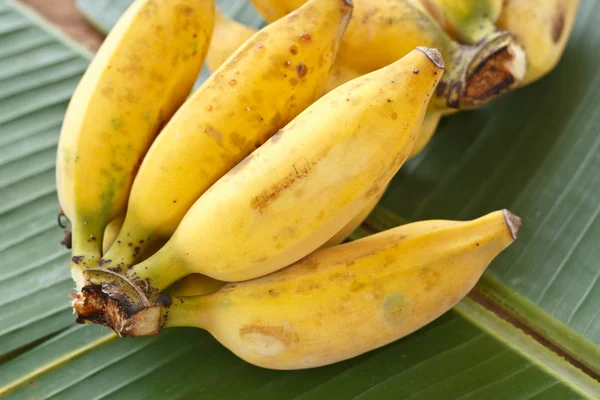 Banány. — Stock fotografie