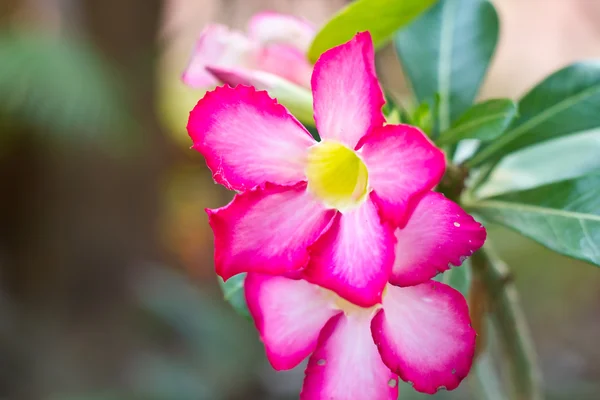 他の-花卉 obesum — ストック写真