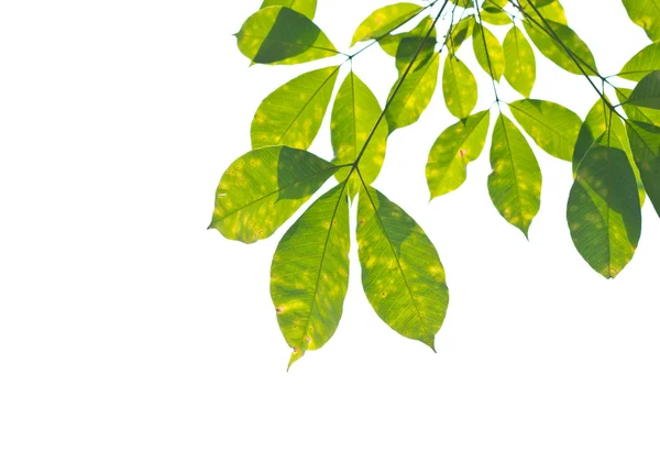 Rubber leaves background. — Stock Photo, Image