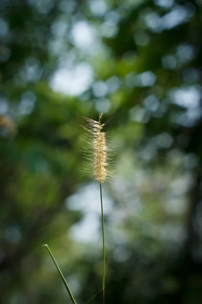 Autumn meadow flowers . — Stock Photo, Image