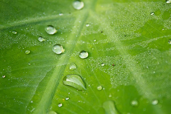 珍珠水滴绿色叶子上 — 图库照片