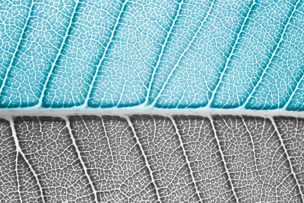 Svart och vitt med blå färg filtreras till leaf bakgrundstext — Stockfoto