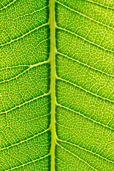 Textura de fondo de hoja verde. — Foto de Stock