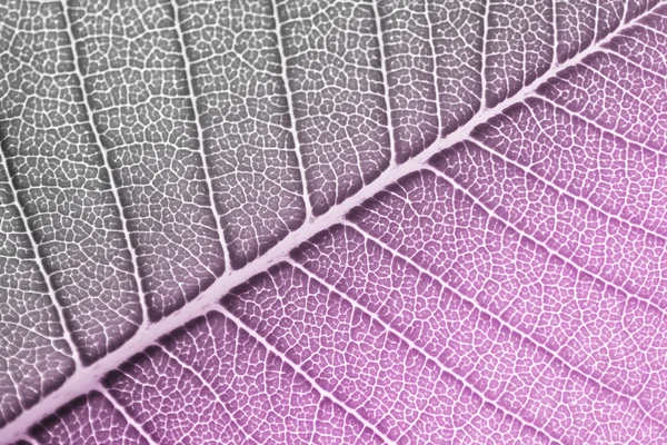 Svart och vitt med lila färg filtreras till leaf bakgrund te — Stockfoto