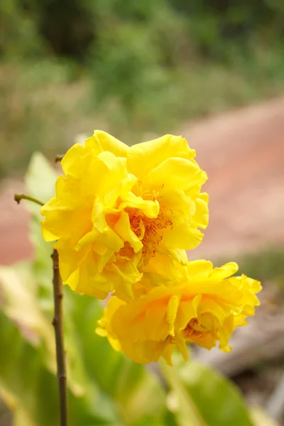 Silk cotton tree, Yellow cotton tree — Stock Photo, Image