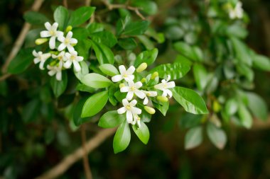 Turuncu Yasemin, saten-wood, kozmetik kabuk ağaç