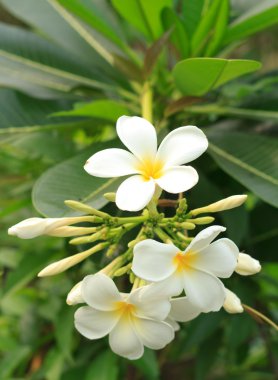 Plumeria çiçek.