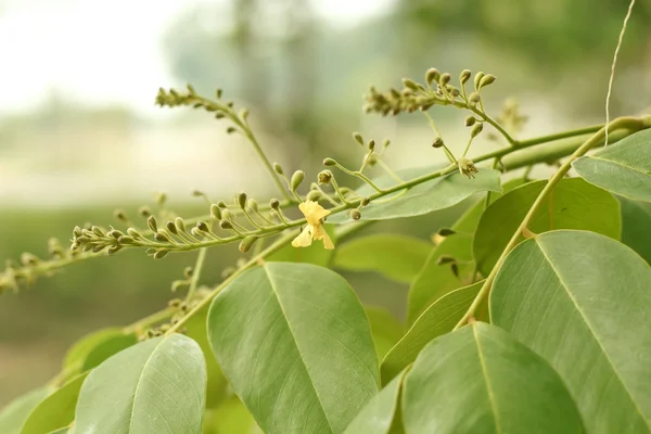 버마 Padauk 꽃. — 스톡 사진