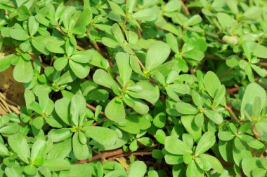 yaprak yeşil arka plan