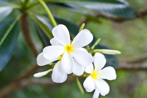 Flor de Plumeria . —  Fotos de Stock