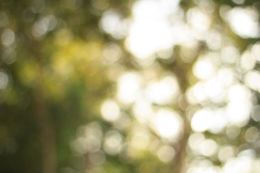 Doğal yeşil arka plan bulanık. Ufuk yeşil soyut backg