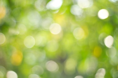 Doğal yeşil arka plan bulanık. Ufuk yeşil soyut backg