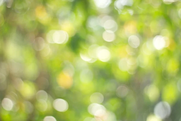 Naturliga gröna suddig bakgrund. Defocused grön abstrakt backg — Stockfoto