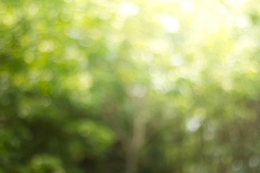 Doğal yeşil arka plan bulanık. Ufuk yeşil soyut backg