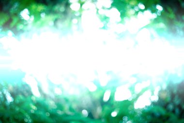 Doğal yeşil arka plan bulanık. Ufuk yeşil soyut backg