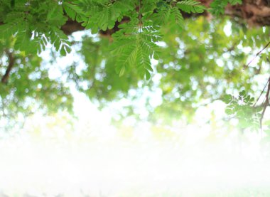 Doğal yeşil arka plan bulanık. Ufuk yeşil soyut backg