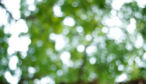 Natural green blurred background. Defocused green abstract backg — Stock Photo, Image