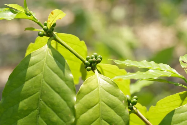 Coffee tree, green raw coffee beans on the branch — Stock Photo, Image