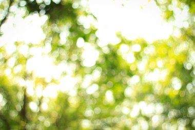 Doğal yeşil arka plan bulanık. Odaklanmamış yeşil bulanık arka plan