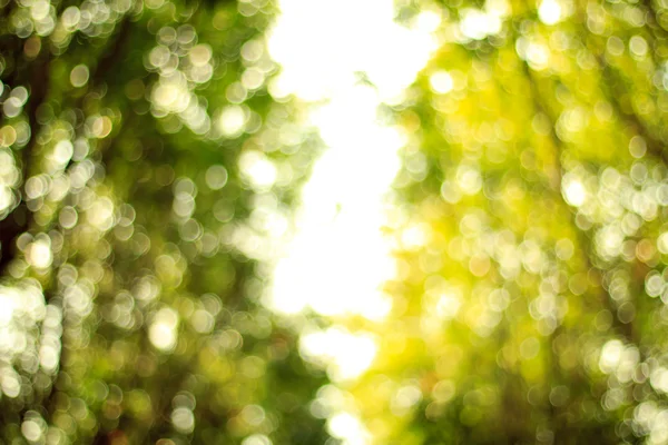 Natural green blurred background. Defocused green blurred backgr