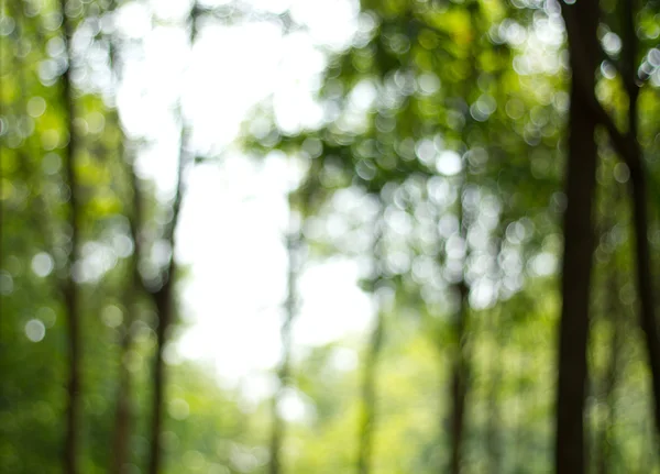 Naturalnie zielone niewyraźne tło. Nieostre zielone nieostre plecy — Zdjęcie stockowe