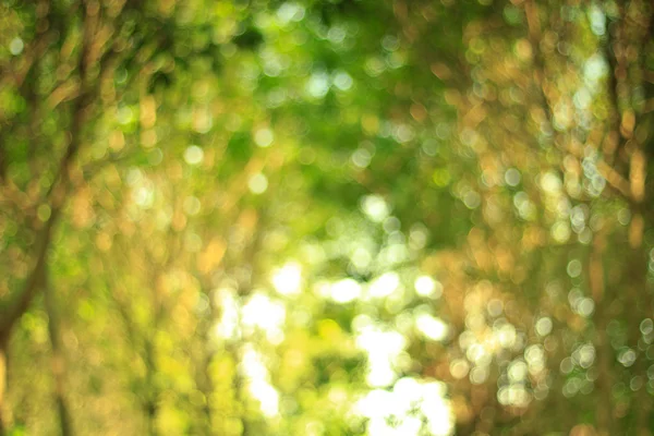 Natuurlijk groene wazige achtergrond. Gedeocuteerde groene wazig ruggr — Stockfoto