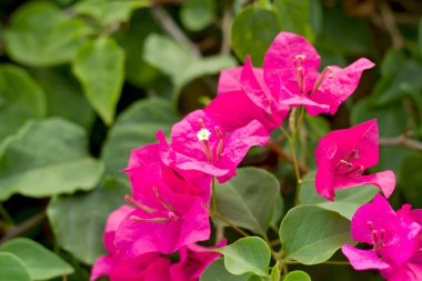 Pembe Begonviller glabra Choisy çiçek ile güzel Pa bırakır