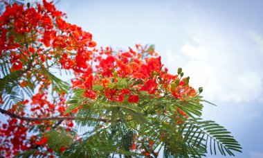 Flam-boyant, The Flame Tree, Royal Poinciana clipart