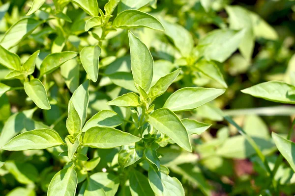 Lemon basil — Stock Photo, Image